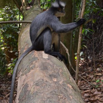 Thomas leve monkey niet vergeten!
